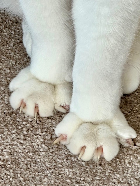 Katzenpfoten